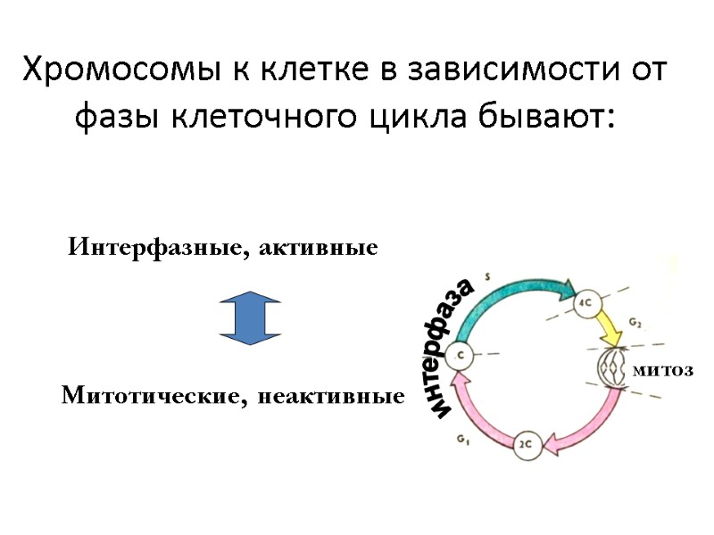 Хромосомы к клетке в зависимости от фазы клеточного цикла бывают:  Интерфазные, активные Митотические,